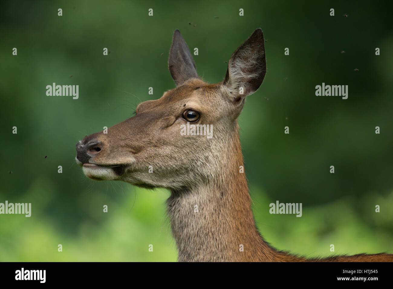 Red deer hind portrait Stock Photo