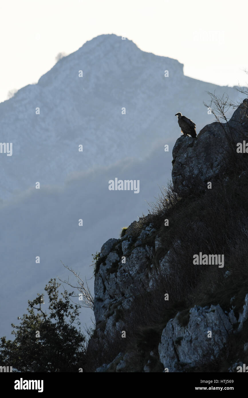 Griffon vulture perched on cliff at dawn Stock Photo