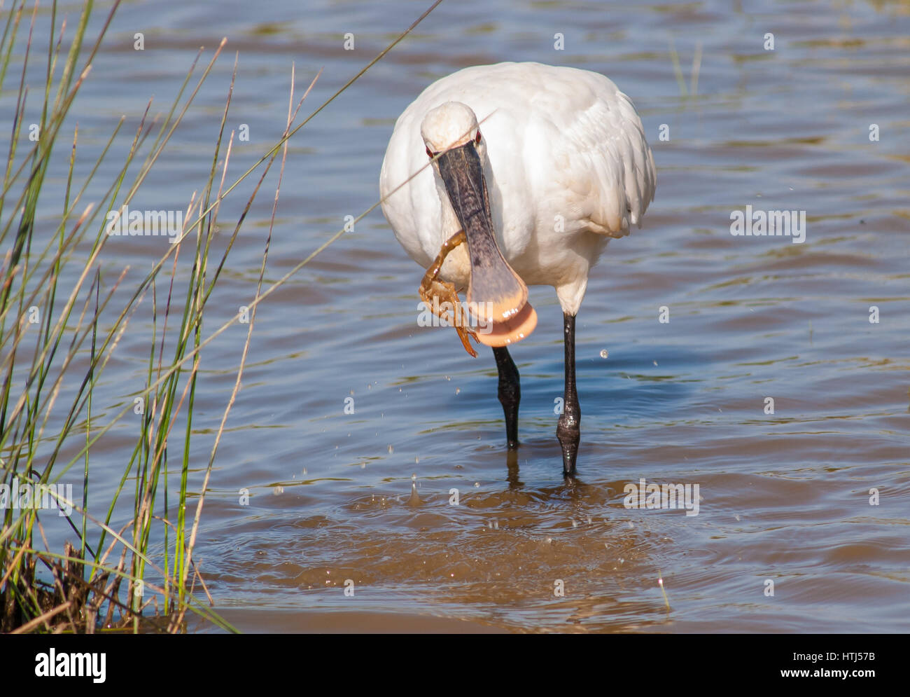 Eurasian Spoonbill catching a crab in Le Teich Stock Photo