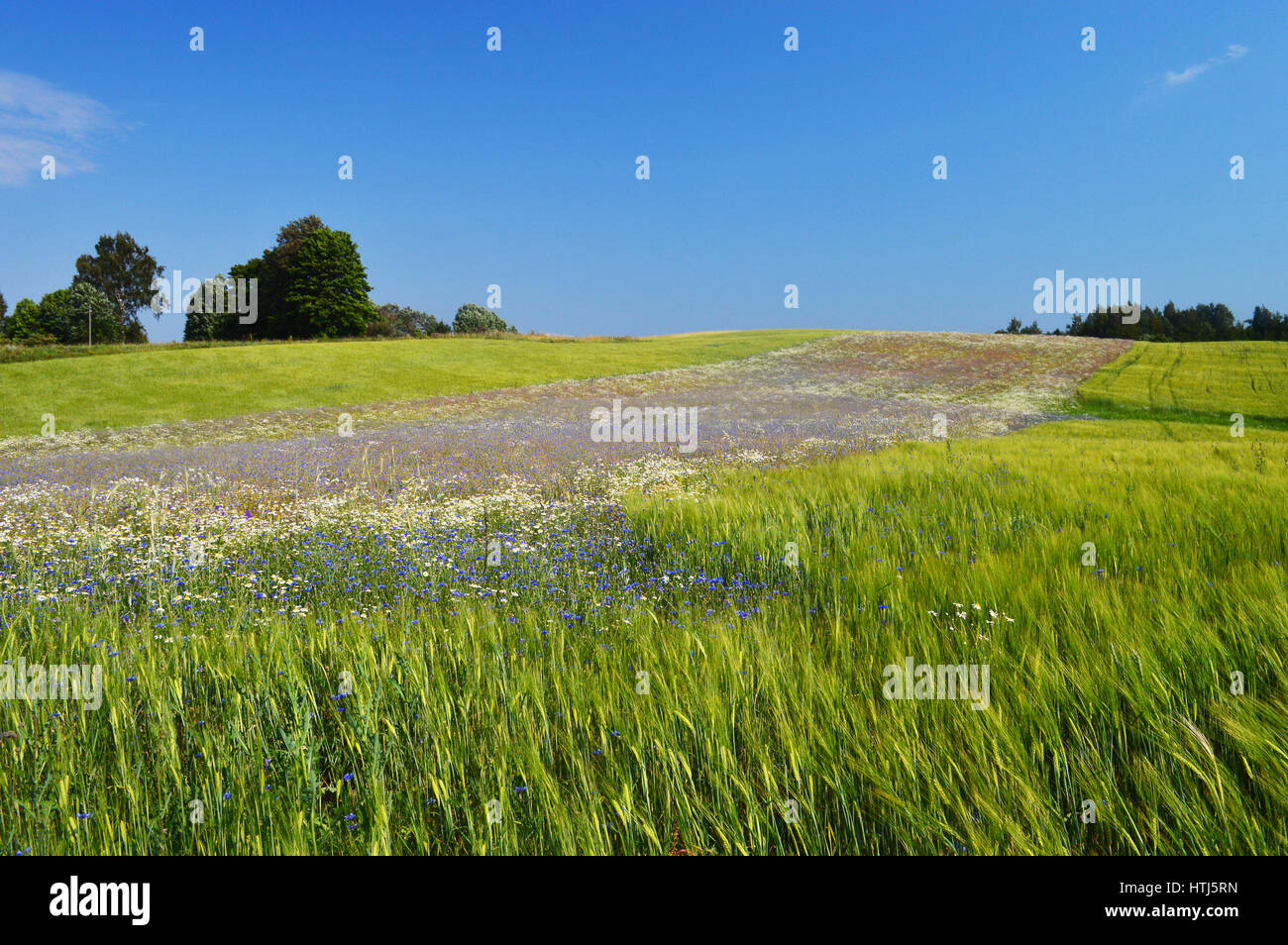 sunny meadow with flowers and green grass in summer at countryside ...