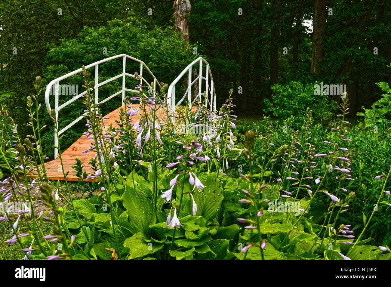 sunny meadow with flowers and green grass in summer at countryside ...