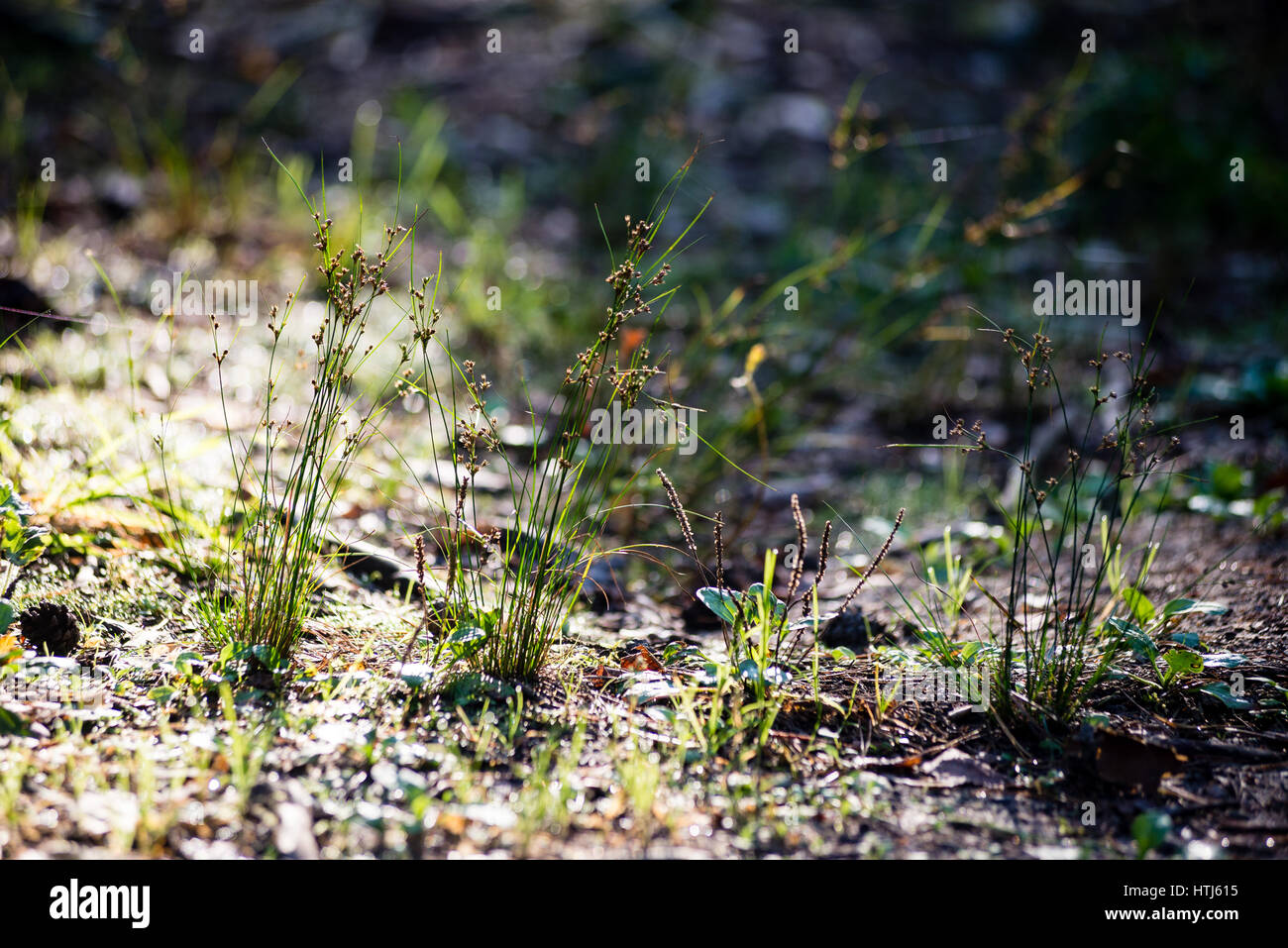 sunny meadow with flowers and green grass in summer at countryside ...