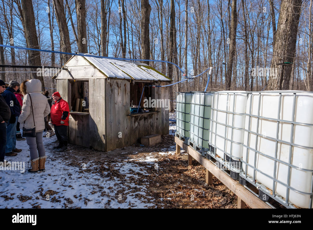 Storage containers, tanks, used to store raw sap before being boiled to