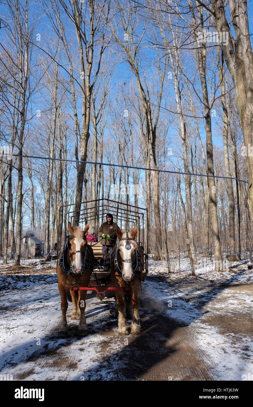 Pair of Belgian draft horses pulling a wagon on a snow covered trail flanked by maple trees in a maple syrup production farm / sugar bush farm. Stock Photo