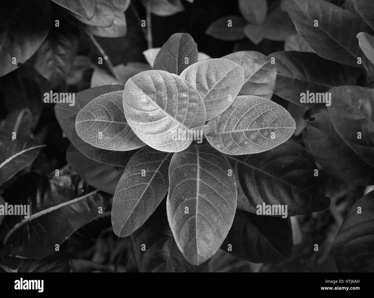 The thick jungle leaves summer in the exotic tones in black and white. Stock Photo