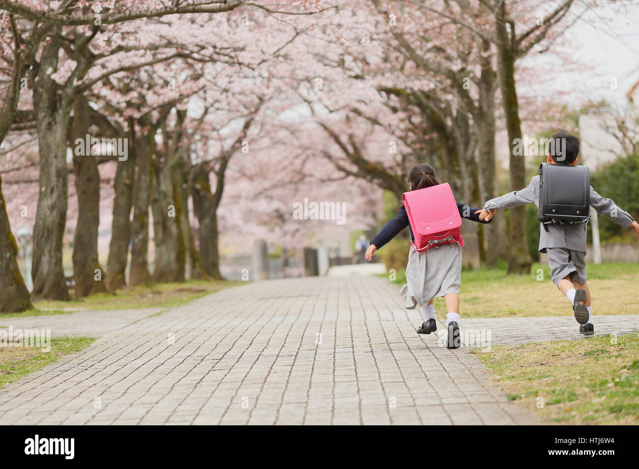 Japanese kids with cherry blossoms in a city park Stock Photo