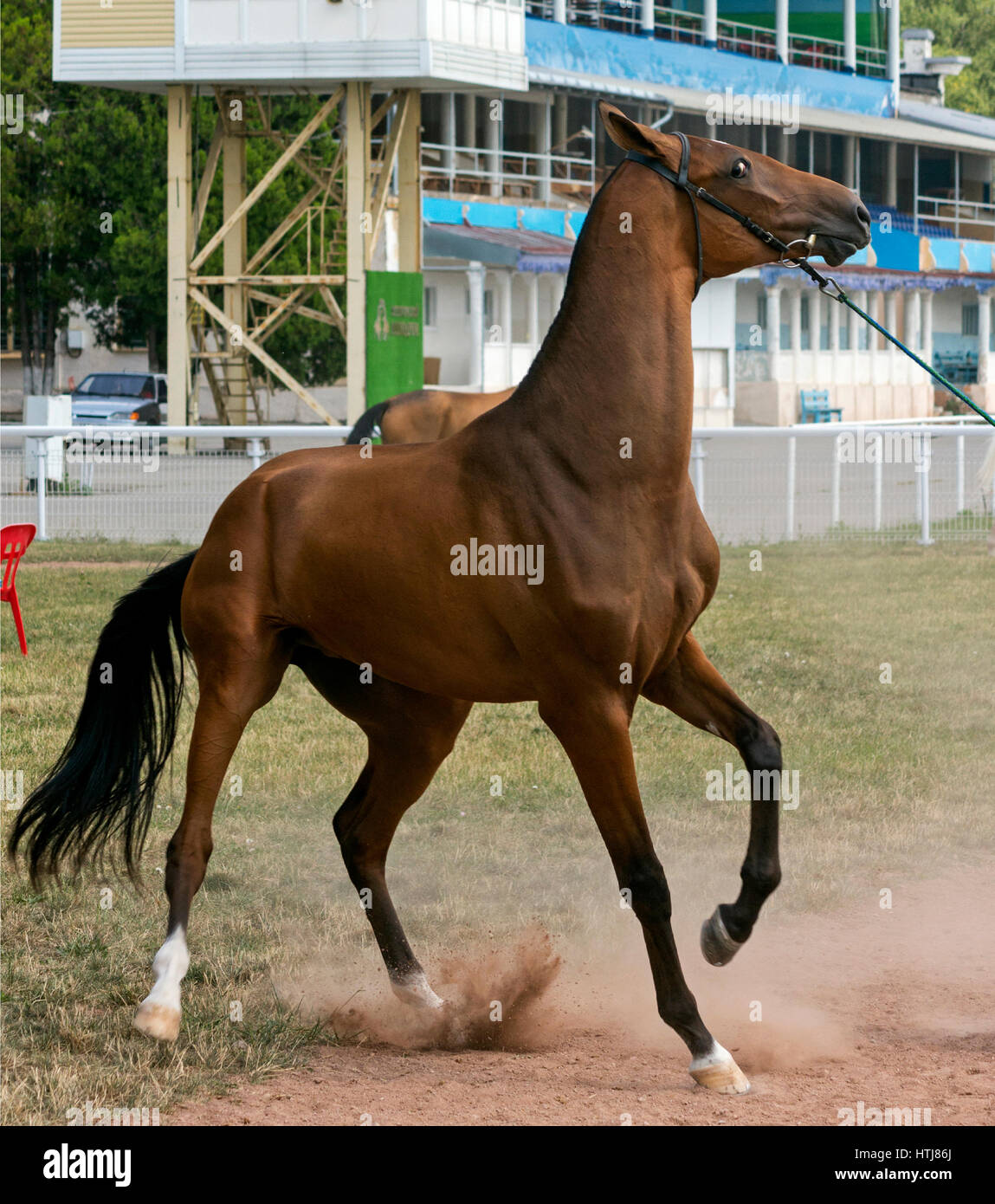 Closeup of horse refusing to go start Stock Photo Alamy
