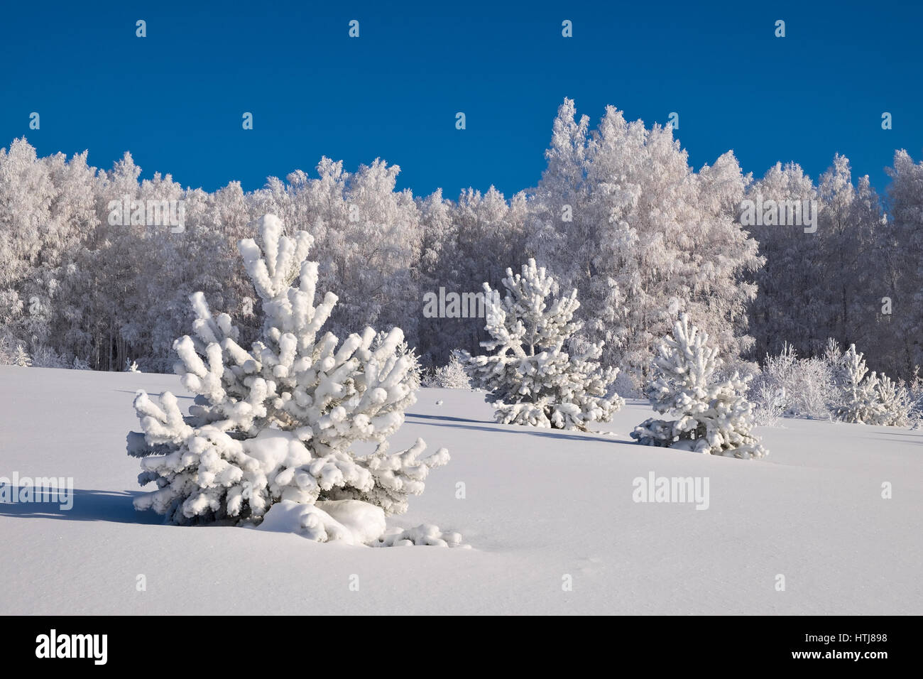 Trees covered with hoarfrost in winter forest Stock Photo