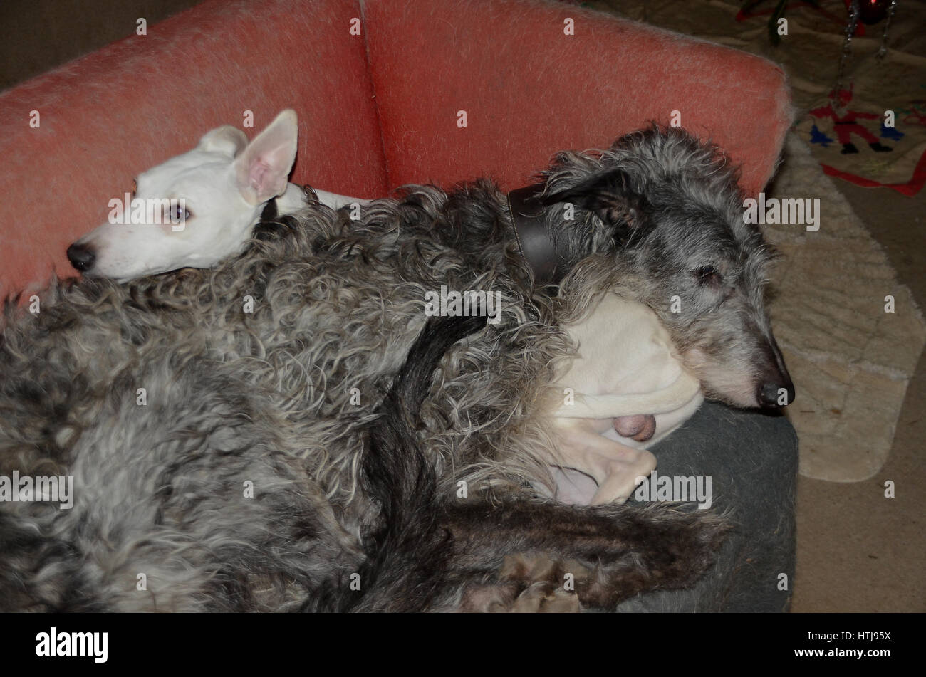 How Do Dogs Keep Themselves Warm