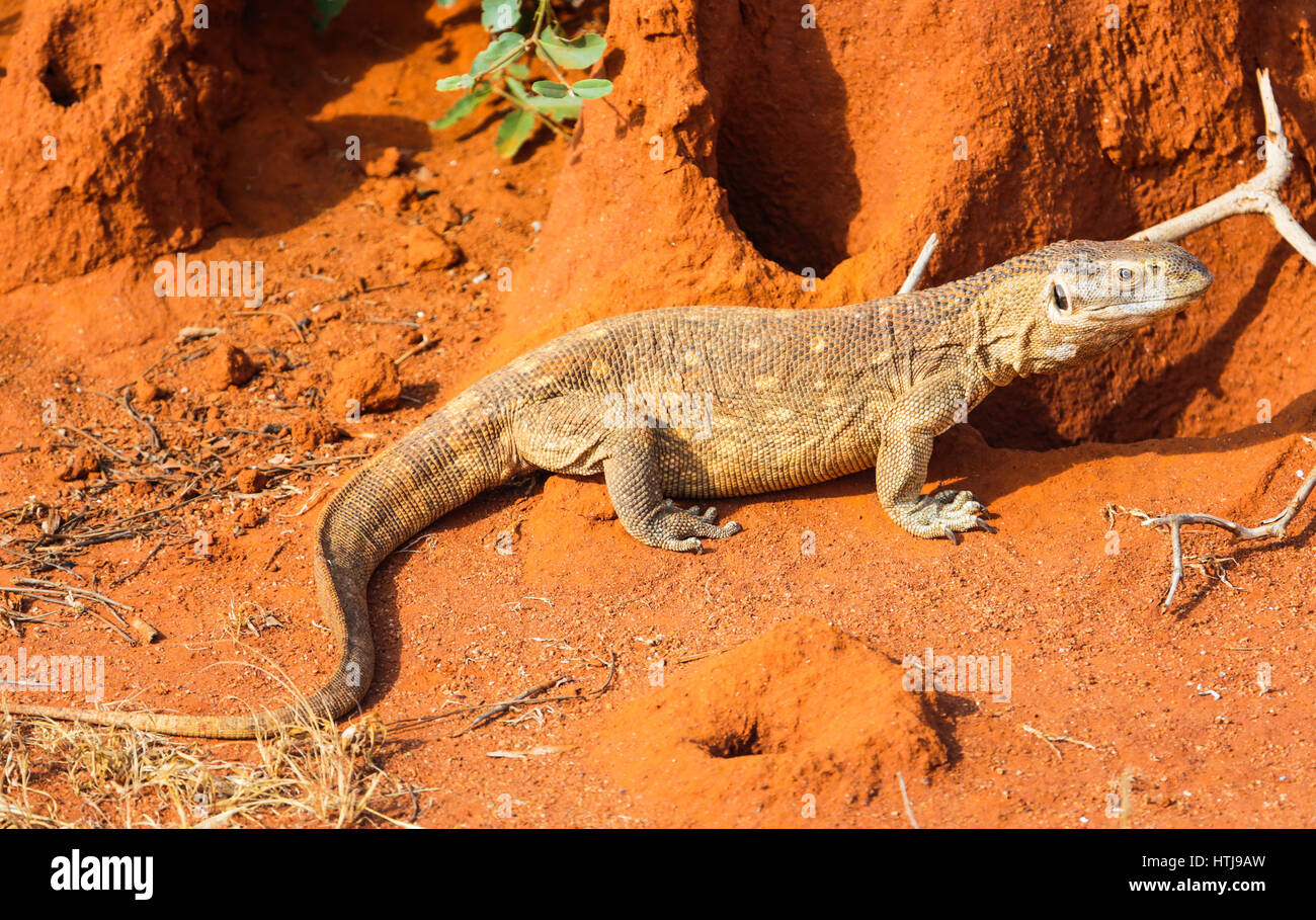 Lizard Savannah monitor in a Tsavo East. Kenya Stock Photo Alamy