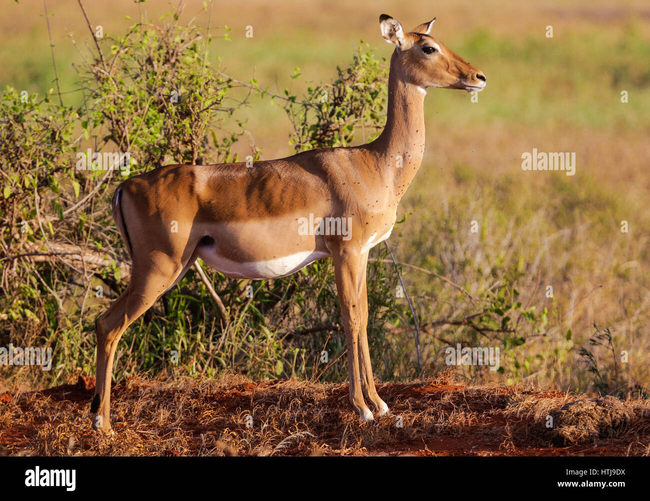 Pregnant female impala. Tsavo East National park, Kenya Stock Photo
