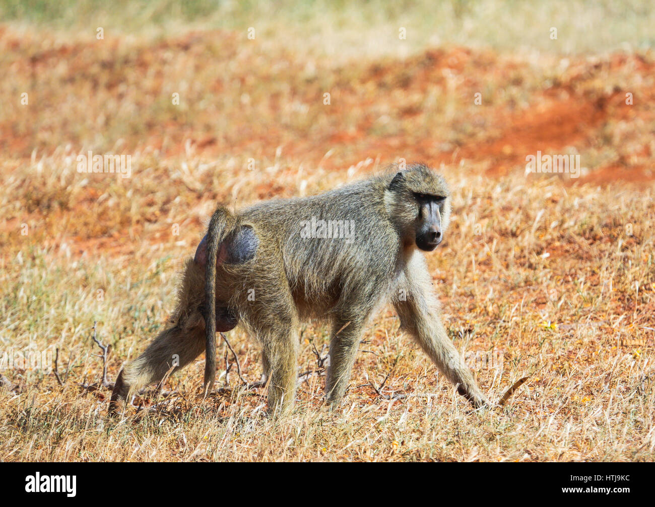 Tsavo East National park, Kenya Stock Photo