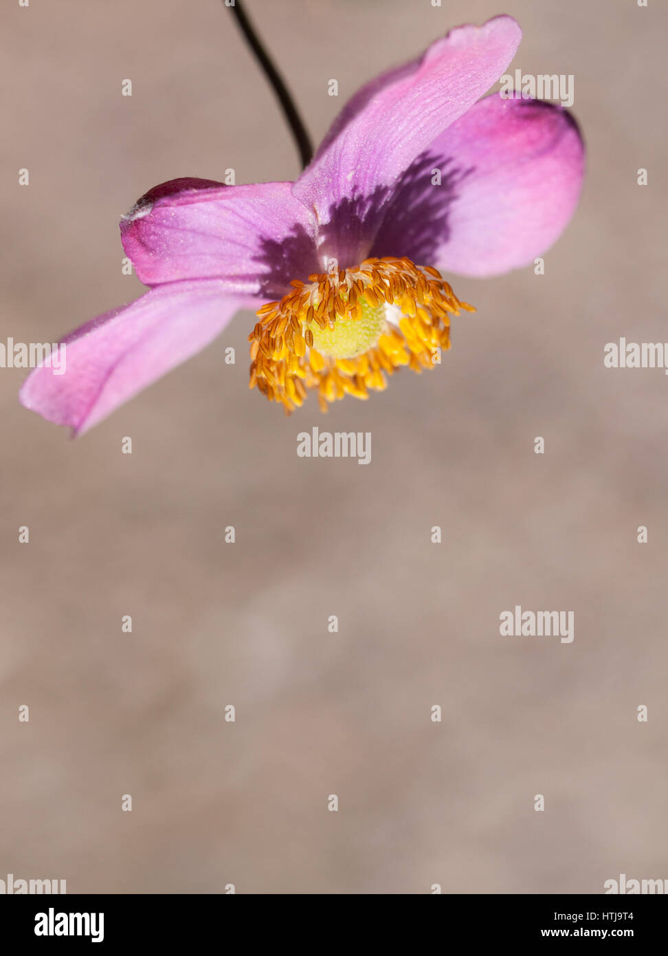 pink anemone flower on natural background Stock Photo - Alamy
