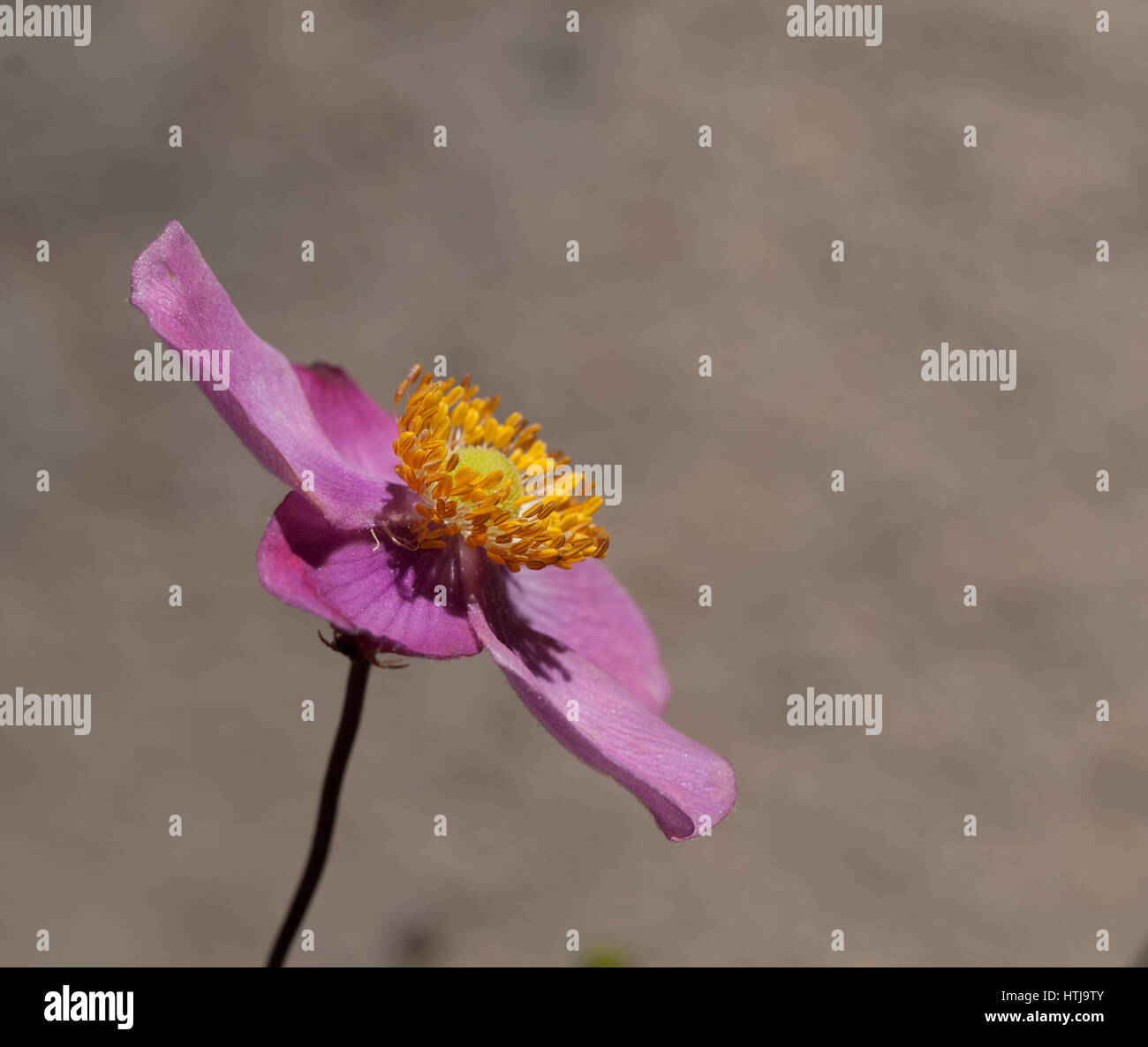 pink anemone flower on natural background Stock Photo - Alamy