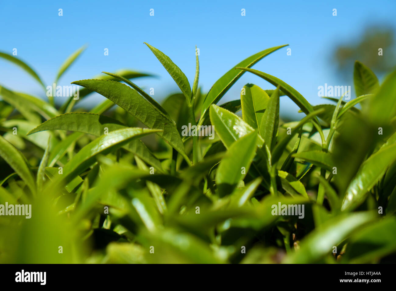 Tea leaf background, tea leaves on agriculture plantation at Dalat