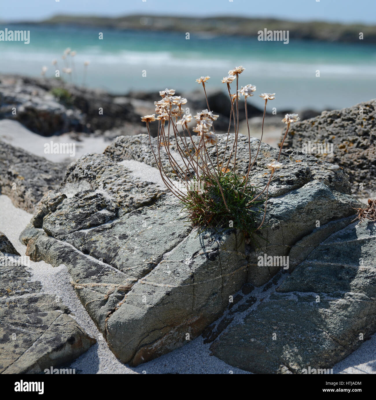 Flowers growing on rocks on beach, Connemara Ireland Stock Photo