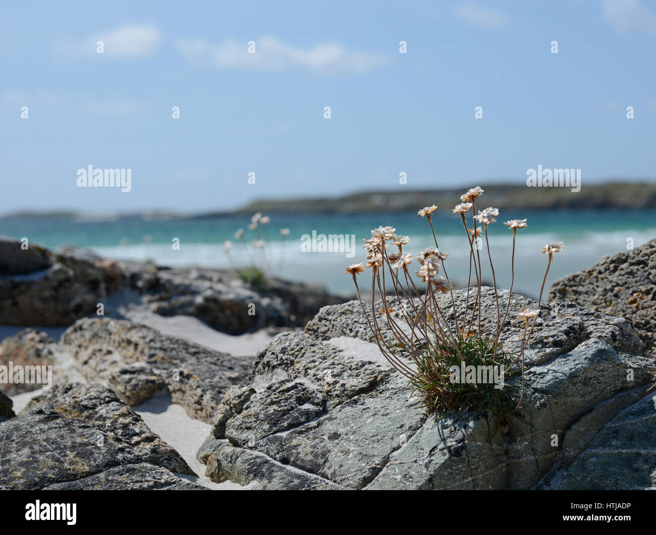 Flowers growing on rocks on beach, Connemara Ireland Stock Photo