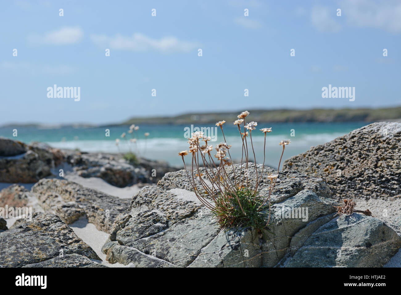 Flowers growing on rocks on beach, Connemara Co. Galway Ireland Stock Photo