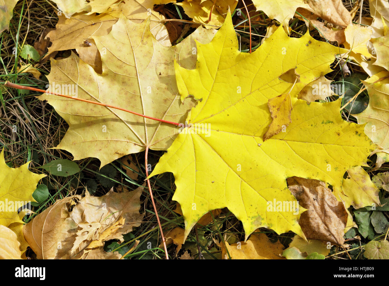 Close up large fallen hi res stock photography and images Alamy Close up large fallen hi res stock photography and images Alamy