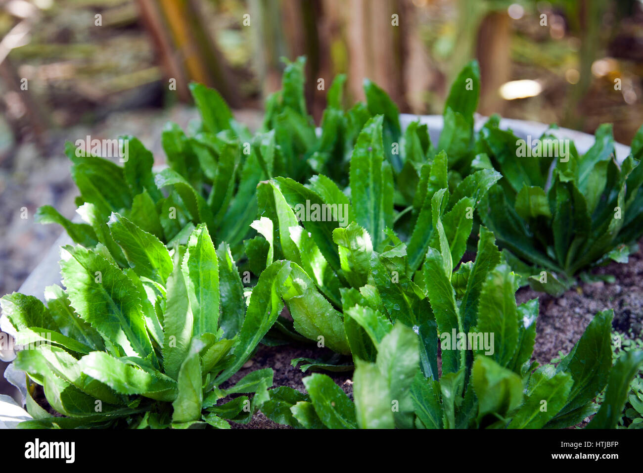 Sawtooth Coriander Growing in Vessel Cambodia Stock Photo Alamy