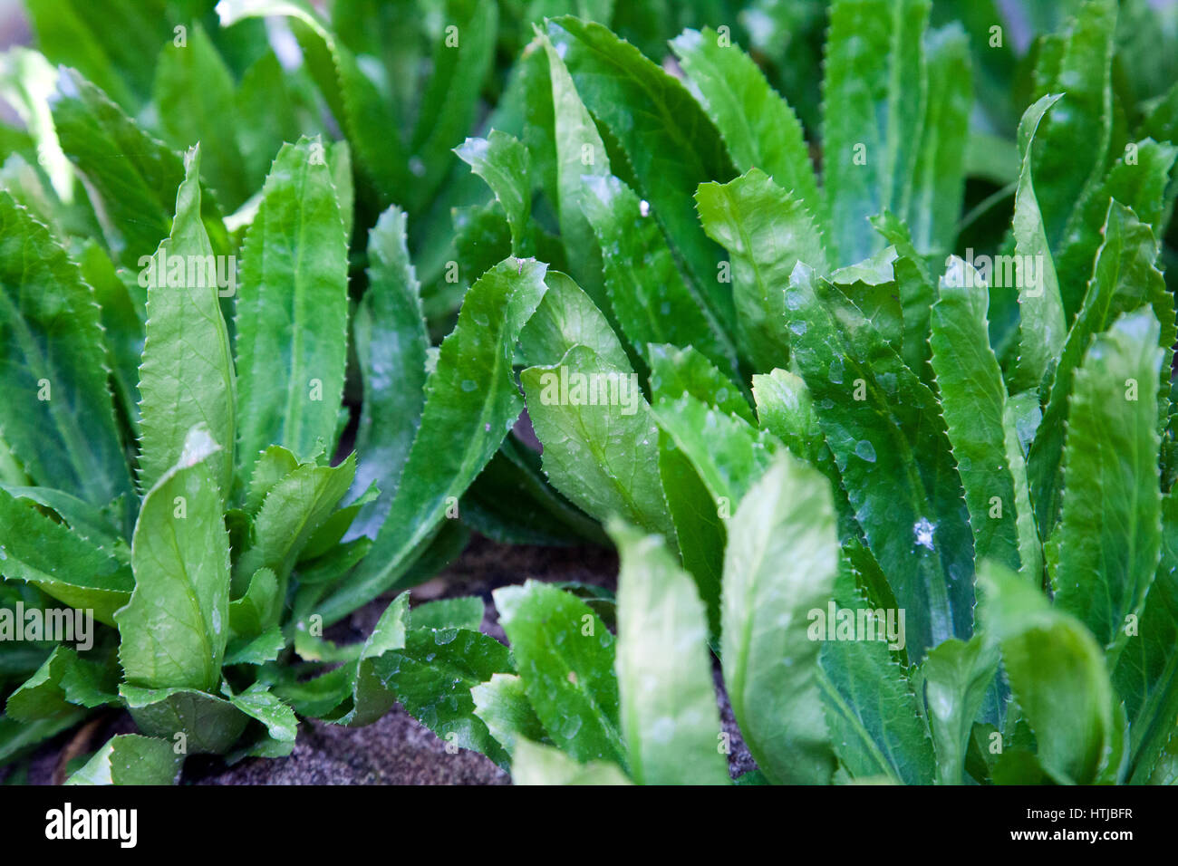 Sawtooth Coriander Growing in Vessel Cambodia Stock Photo Alamy