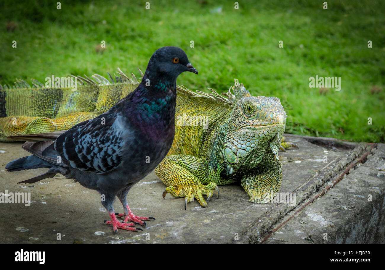 Iguana and pigeon at Seminario Park - Guayaquil, Ecuador Stock Photo