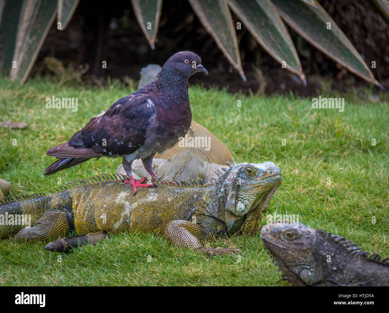 Pigeon riding an iguana at Seminario Park - Guayaquil, Ecuador Stock Photo