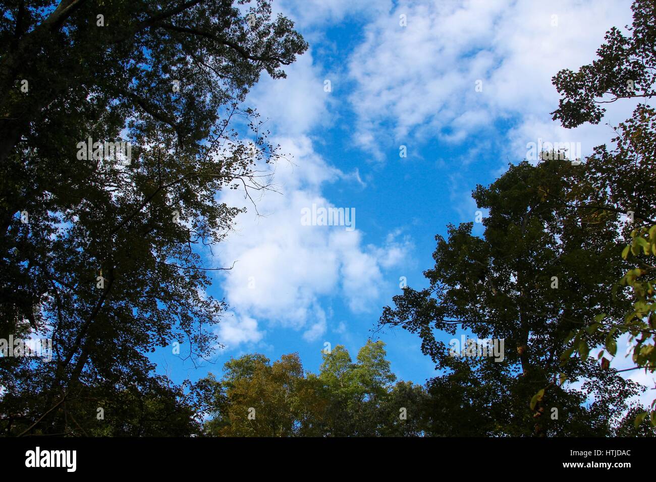 The clouds in the sky with the surrounding treetops Stock Photo - Alamy