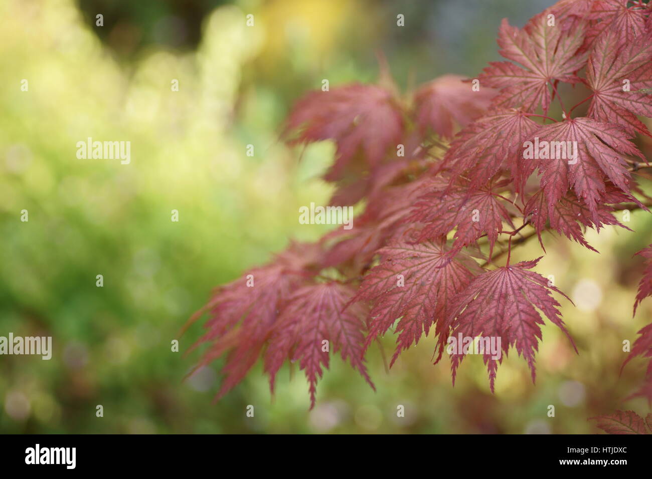 Tourism maple hi-res stock photography and images - Alamy