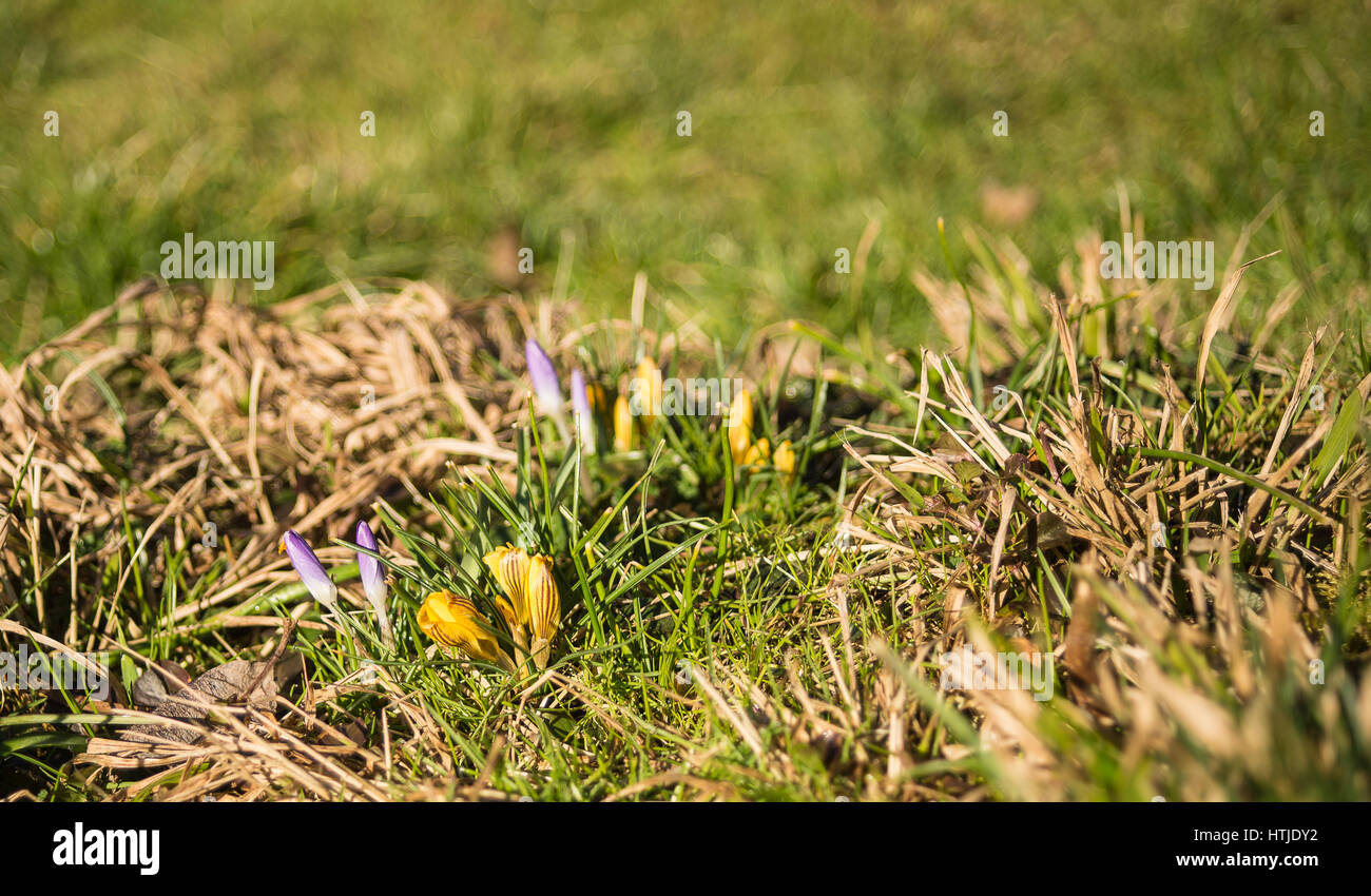Spring flowers begin to bloom in a garden Stock Photo Alamy