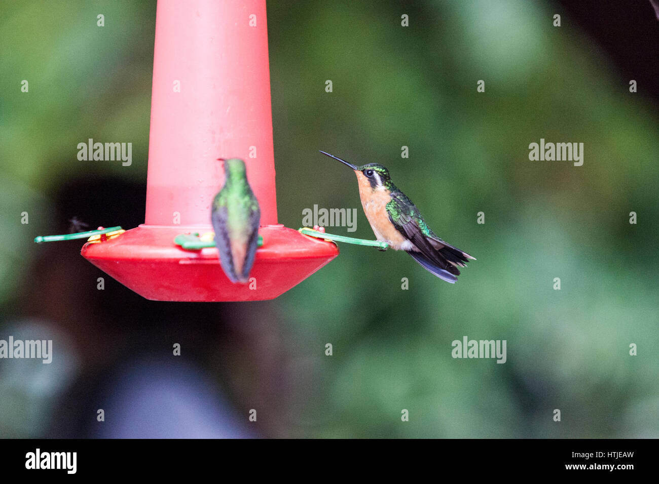 hummingbirds taking food in an feeder in a Cataratas de La Paz thematic park in , Costa Rica Stock Photo