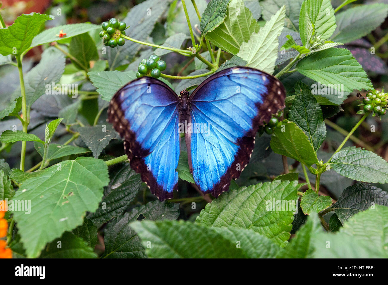 The Blue Morpho (Morpho peleides limpida), Butterflies in captivity in Cataratas de La Paz thematic park in , Costa Rica Stock Photo