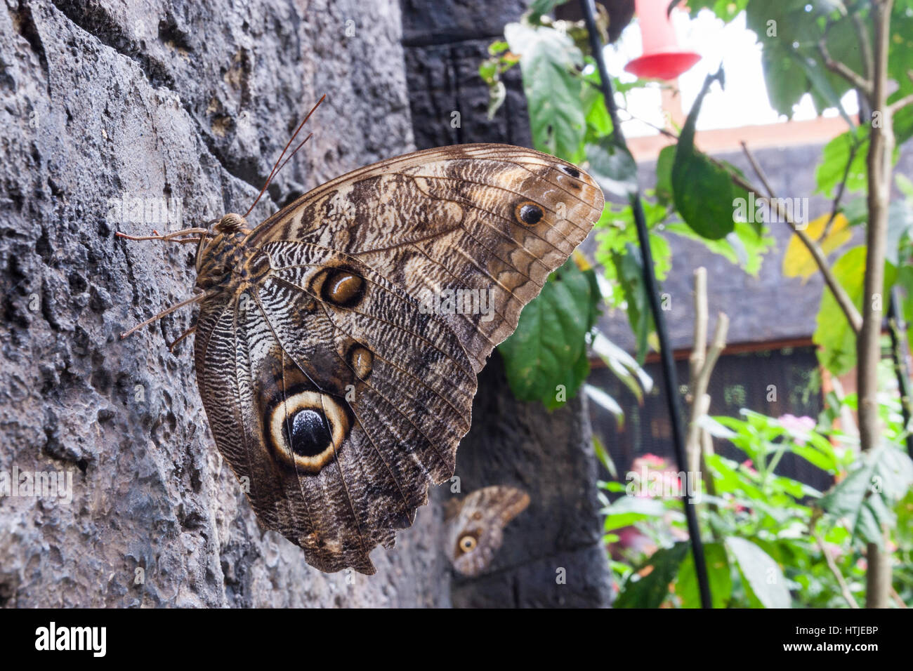 Butterflies in captivity hires stock photography and images Alamy