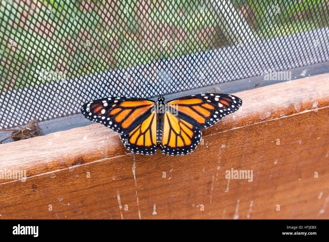 Hecale Longwing, Tiger Longwing (Heliconius hecale zuleika