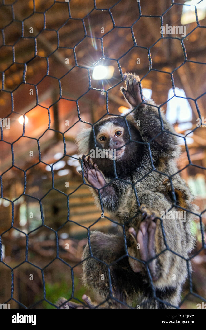 Monkey in a cage in Cataratas de La Paz thematic park in , Costa Rica Stock Photo