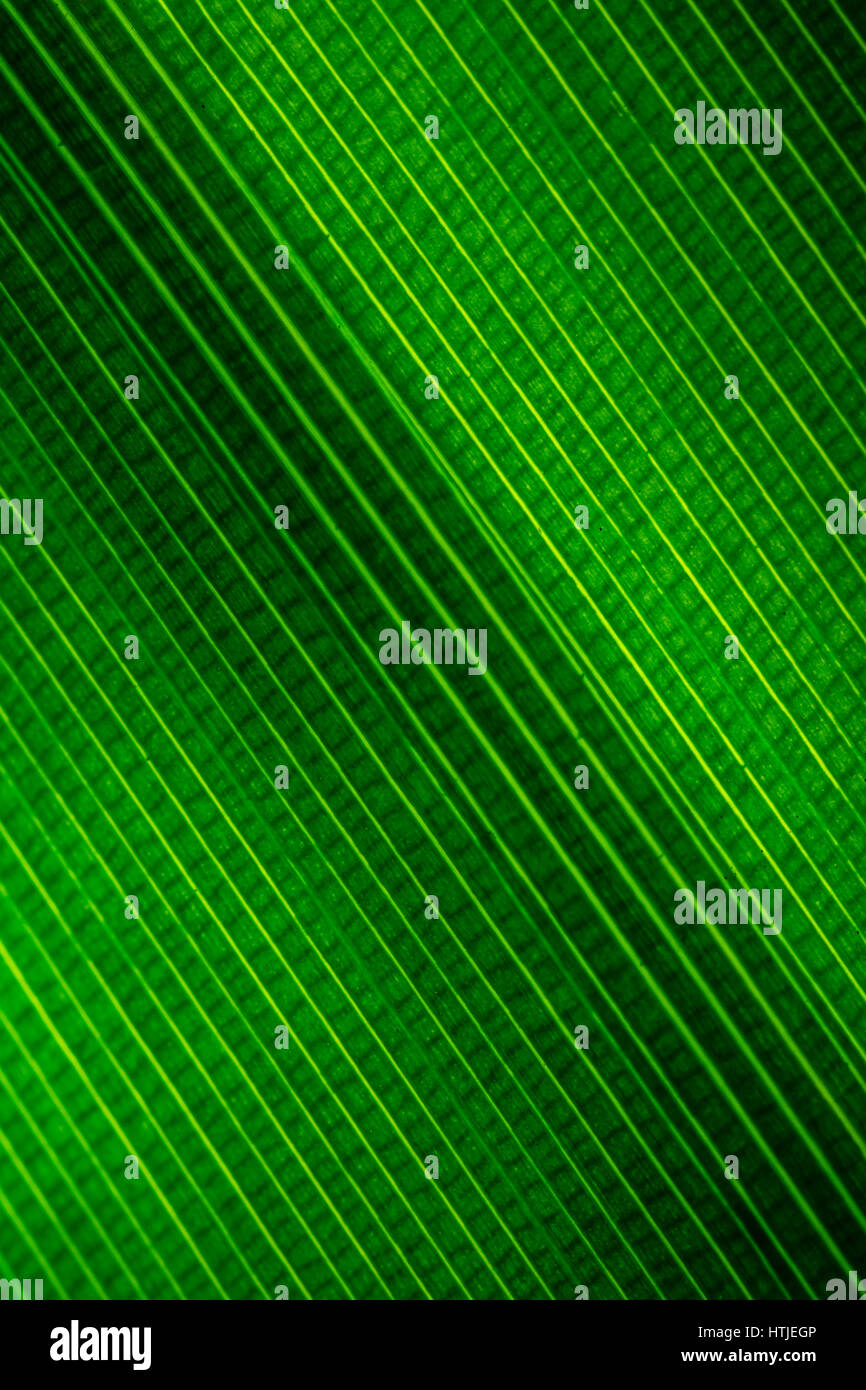 Macro photo of the texture of a green leaf Stock Photo - Alamy
