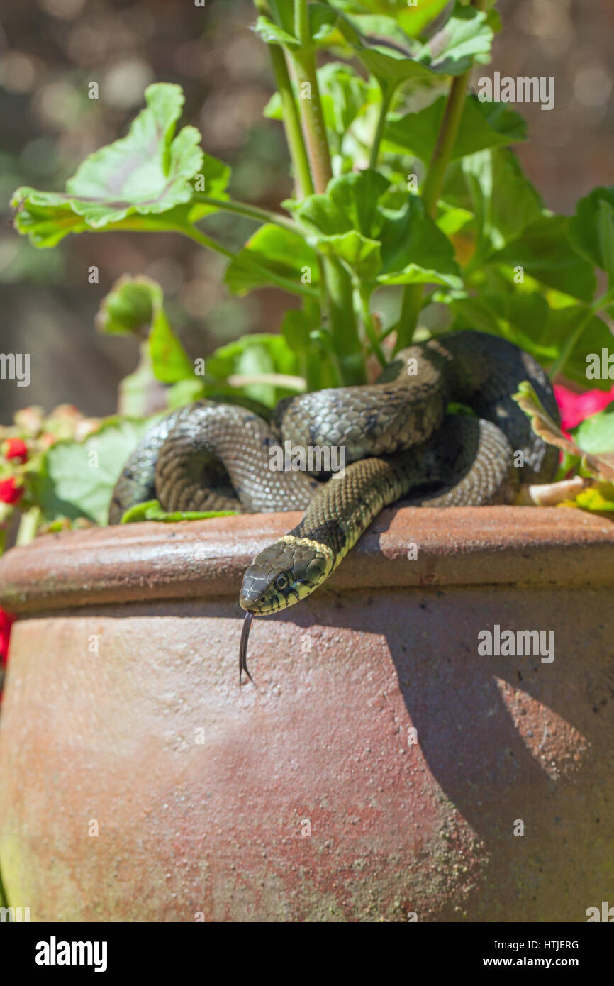 Grass Snake (Natrix natrix helvetica). Curled up on a pelagonium ceramic clay pot in a garden. Norfolk. England. Stock Photo