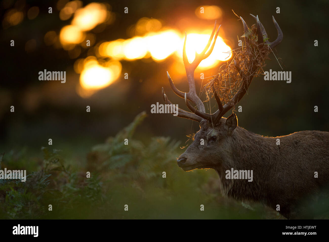 Red deer stag lit by the morning sun, Bushy Park Stock Photo