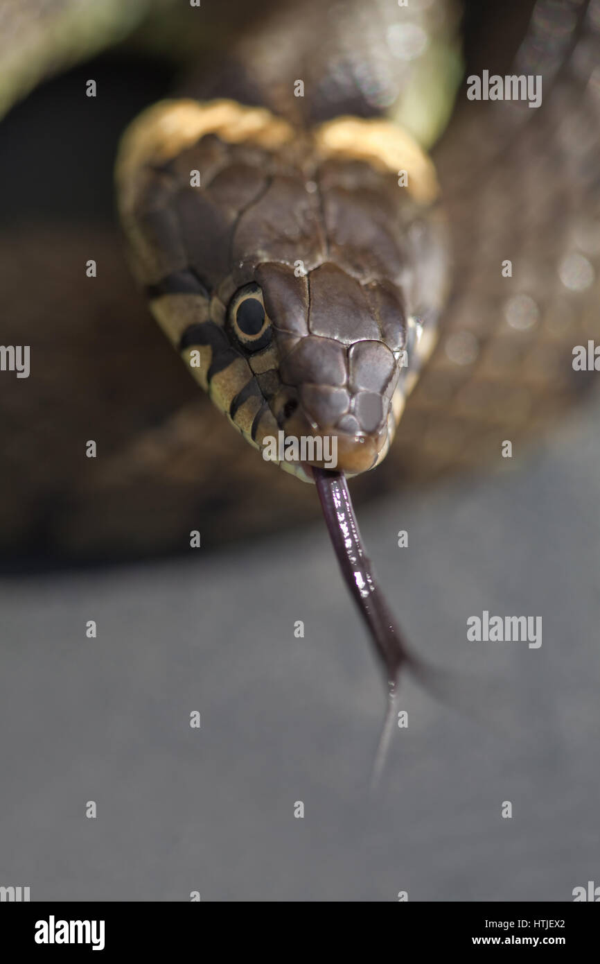 Grass Snake (Natrix natrix helvetica).  Tongue extended sampling air. Stock Photo