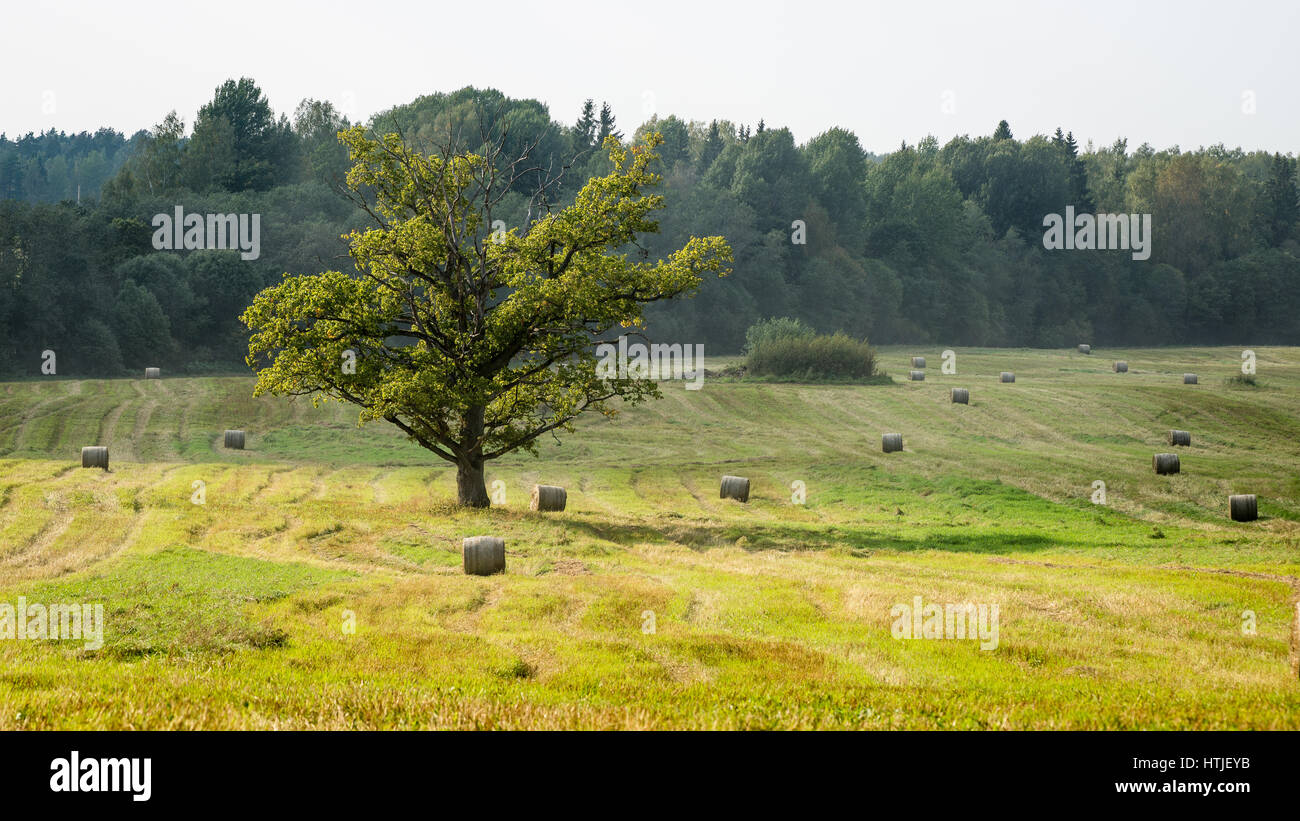 autumn field in bright day in countryside with rolls of hay Stock Photo ...