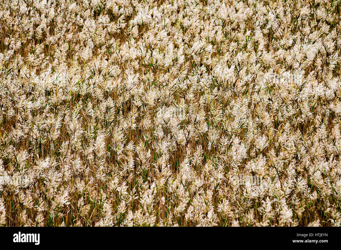 sunny meadow with flowers and green grass in summer at countryside ...