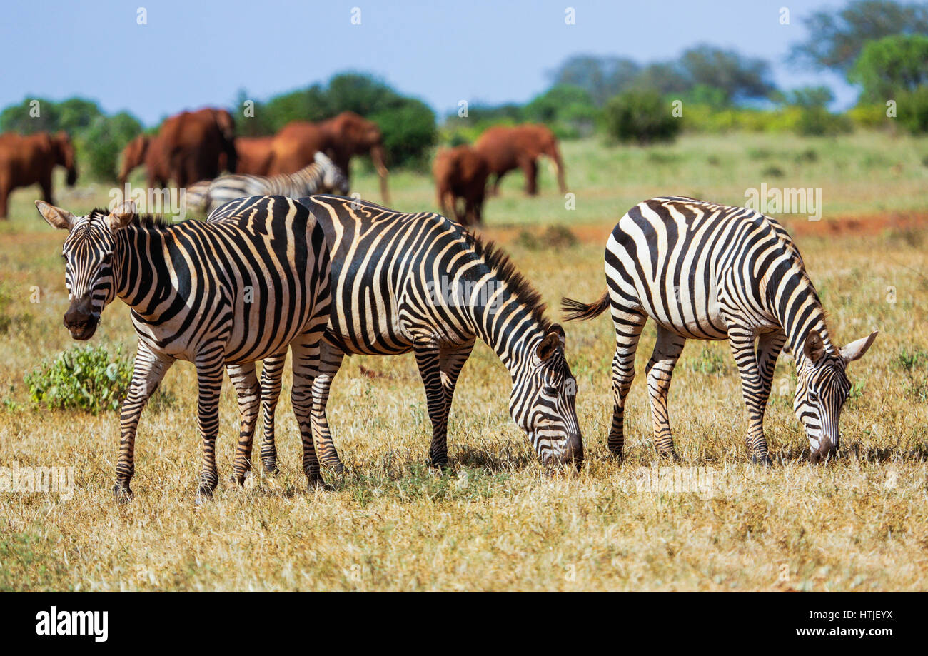 Mammals of south sudan hi-res stock photography and images - Alamy