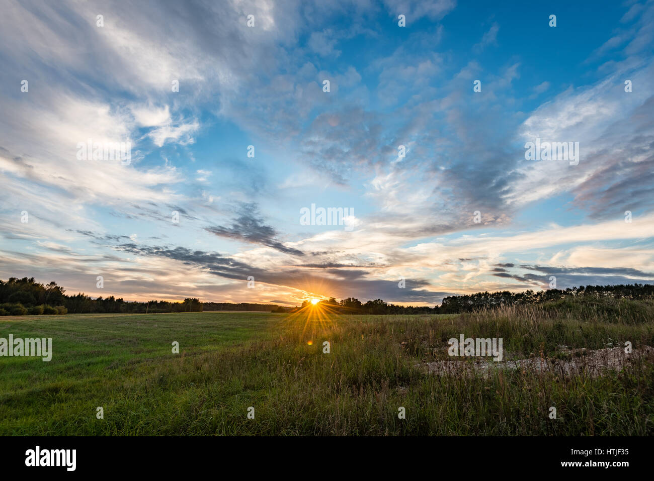 sunny meadow with flowers and green grass in summer at sunset Stock ...