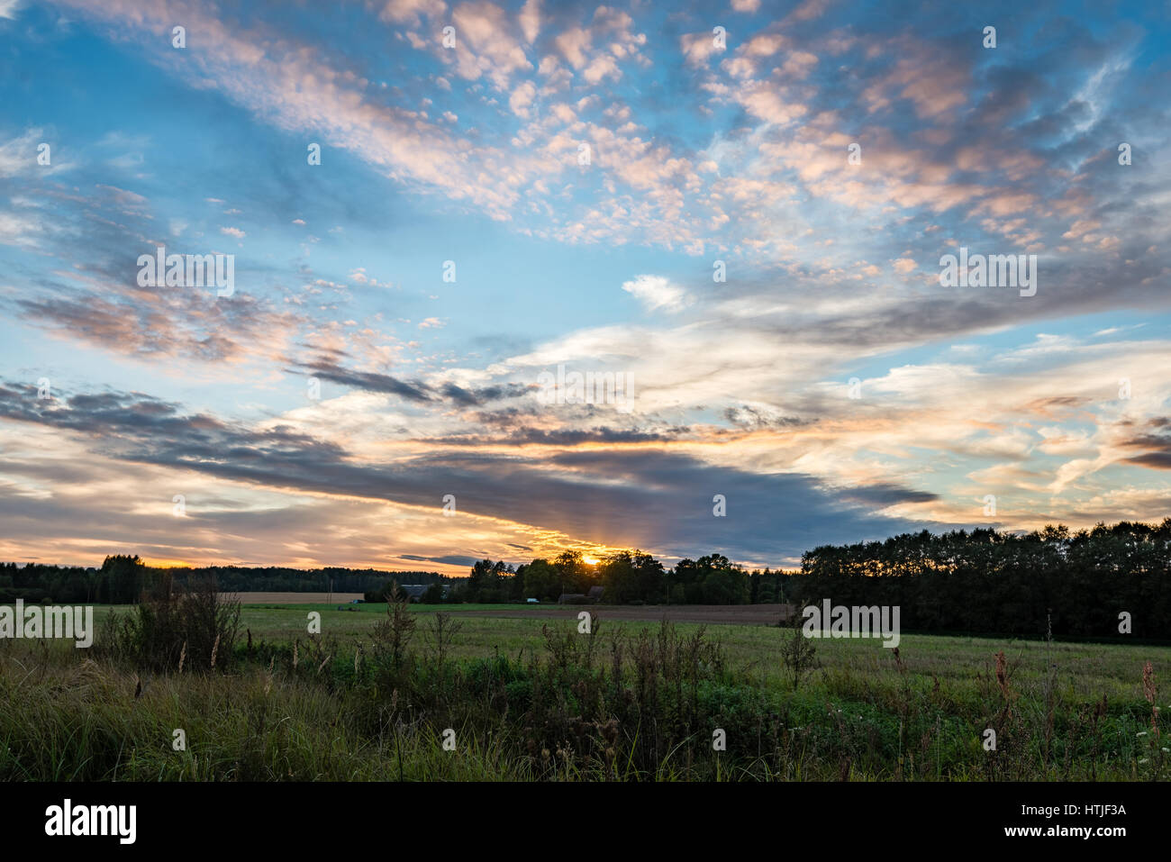 sunny meadow with flowers and green grass in summer at sunset Stock ...