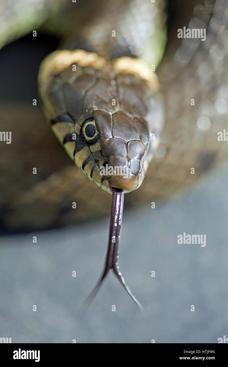 Grass Snake (Natrix natrix helvetica). Adult female. Showing extended tongue sensing immediate surroundings. Stock Photo