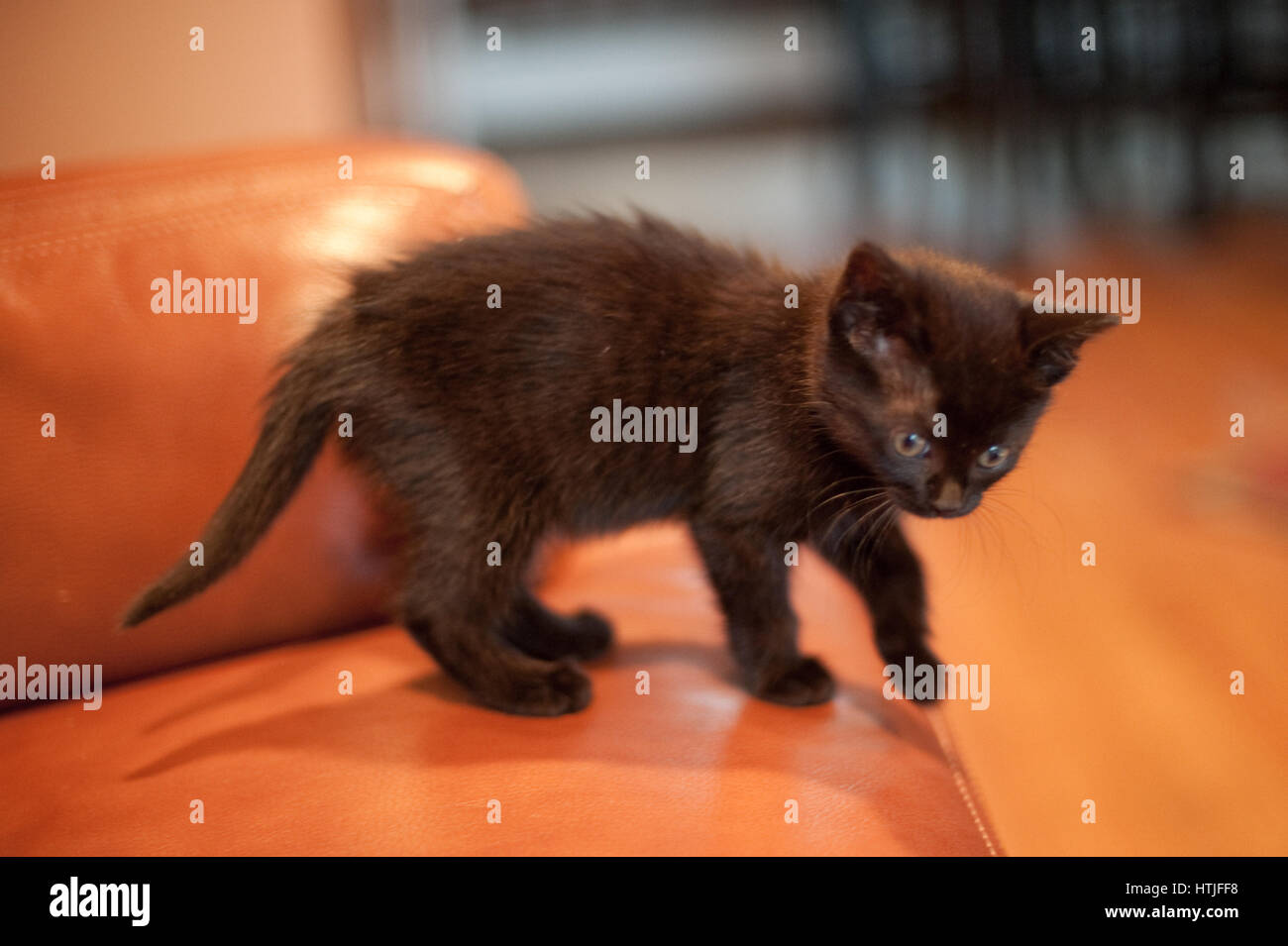 Ghost tabby store kitten
