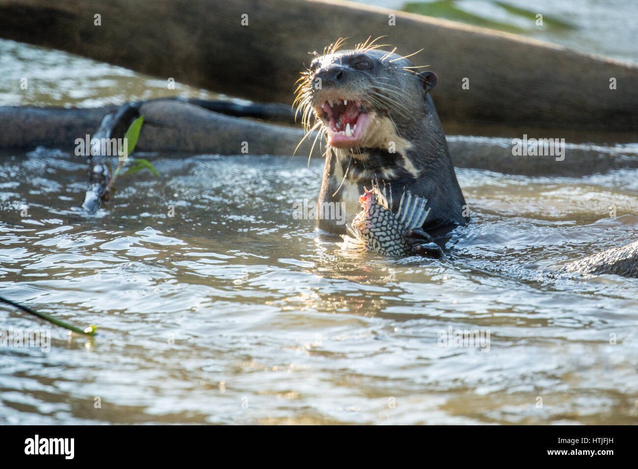 Giant River Otter eating a fish in the Cuiaba River, the Pantanal ... Biology Diagrams