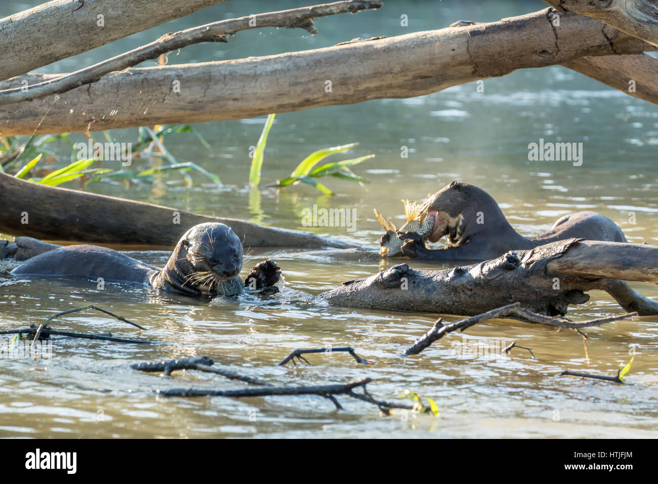 Two Giant River Otters eating fish in the Cuiaba River, the Pantanal