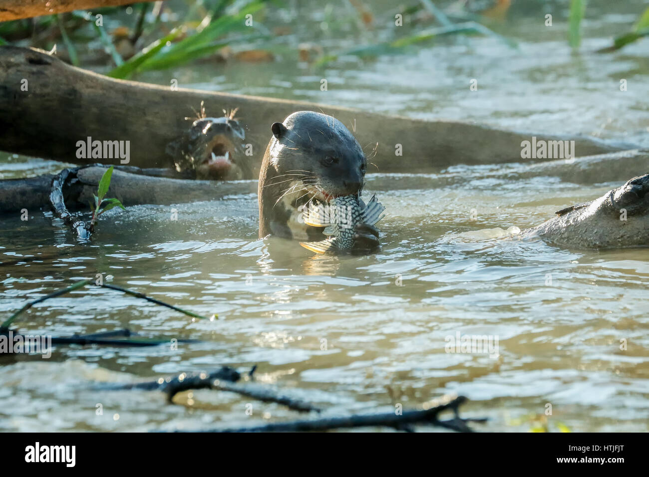 Giant River Otters eating fish in the Cuiaba River, the Pantanal region