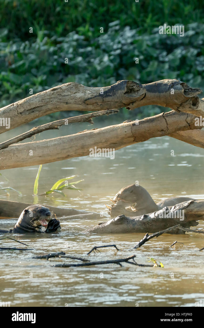Two Giant River Otters eating fish in the Cuiaba River, the Pantanal
